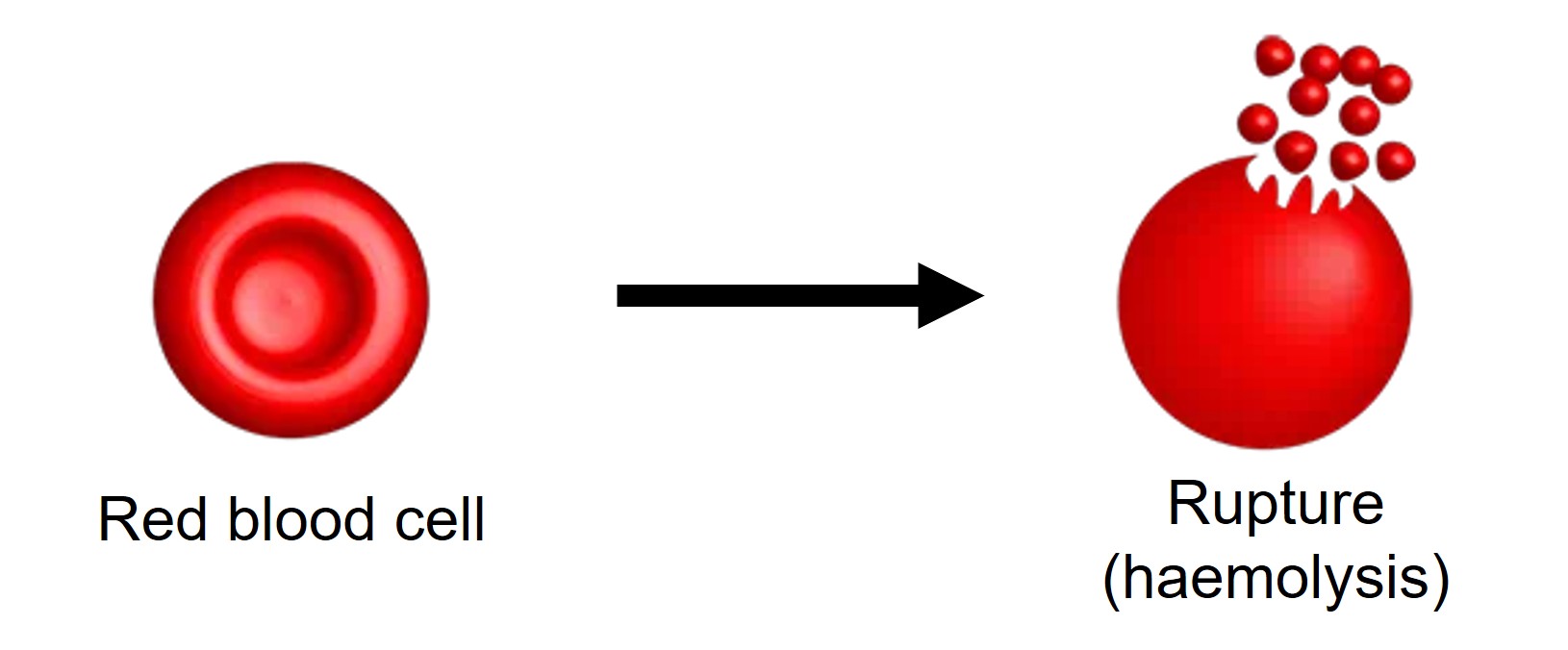 Haemolysis Process Diagram