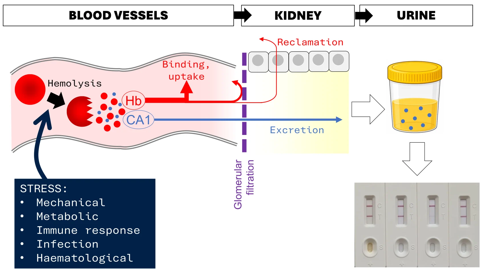 Haemolysis Process Diagram